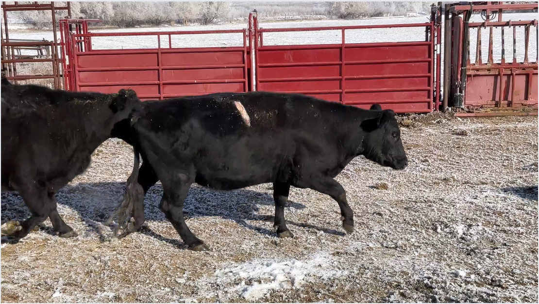 BC121C5 BIG dispersion, 80% Home raised, calve March 7 for 90 days! 110 head